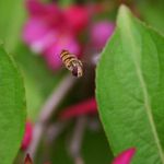 Bzzzz.....