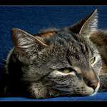 Neotravuj nebo tě seknu