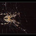 Night spider III.