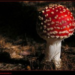 Mochomůrka červená