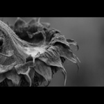 ked sa blíži koniec ...