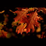 ked listy dozrievajú...ll.