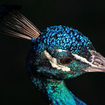 hra světla a stínu