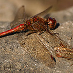 pod ochranným křídlem