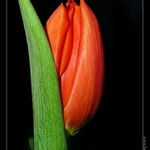 tulipán