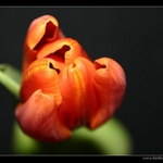 tulipán 2