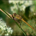 Odpočívající vážka