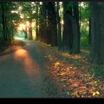 němí svědkové zániku dne