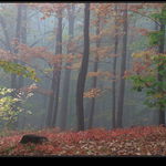 podzimní nálady (2)