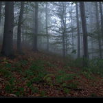 podzimní nálady (5)