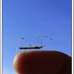 ...maličký na malíčku...