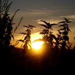 kopřivy při západu