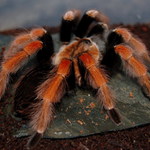 Brachypelma boehmei