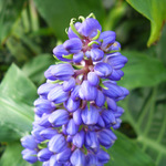 Strapec
