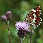 Vzpomínka na létoII