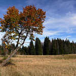 Podzim na Knížecích pláních