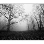 Návraty do veltruského parku XXII / A