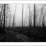 Návraty do veltruského parku XXII / B