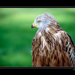 Luňák červený-Milvus milvus