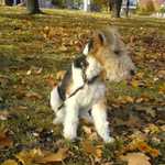 Harry v podzimní krajině