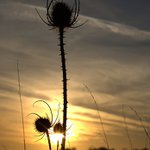 Dobru noc bodliakom..