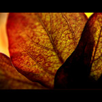***HARMONIE PODZIMU III.***