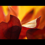 ***HARMONIE PODZIMU IX.***