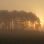 Stromy,slunce,mlha...