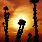 západovka po milióntykrát