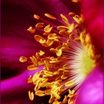 Z včelej perspektívy II.