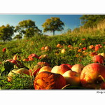 Koulelo se jablíčko ...