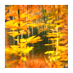 v podzimnim rytmu II