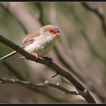Splendid Fairy Wren (Malurus splendens)