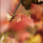 Podzimní zahrada II