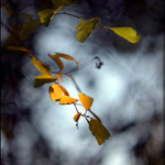 Podzimní zahrada III