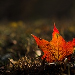 u cesty ležící...