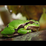 Tučný žabiak Bohuš  :)