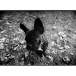 úplně nejvíc nejsmutnější francouzský buldoček