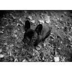 úplně nejvíc zvědavý francouzský buldoček