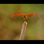 Brachythemis contaminata