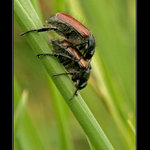 Já na bráchu, brácha na mě... II.