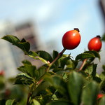 šípek na sídlišti