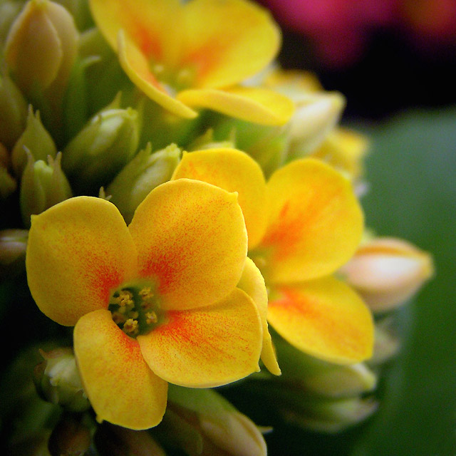 - about flower II. -