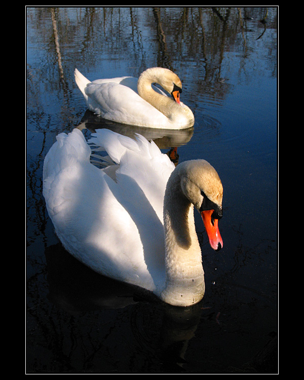 Labuťky jen tak pro radost