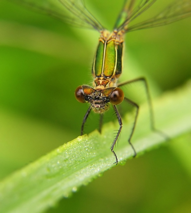 Šídlatka páskovaná