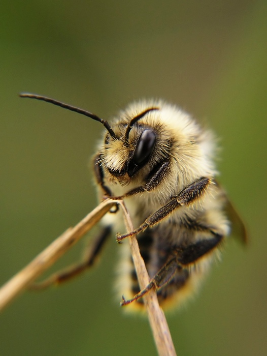 Kožíšek je jako nový
