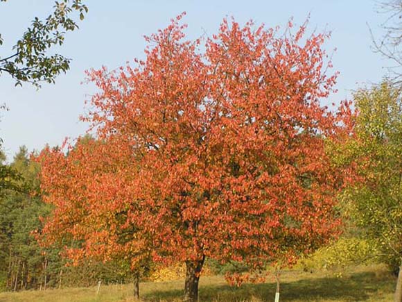 barvy podzimu