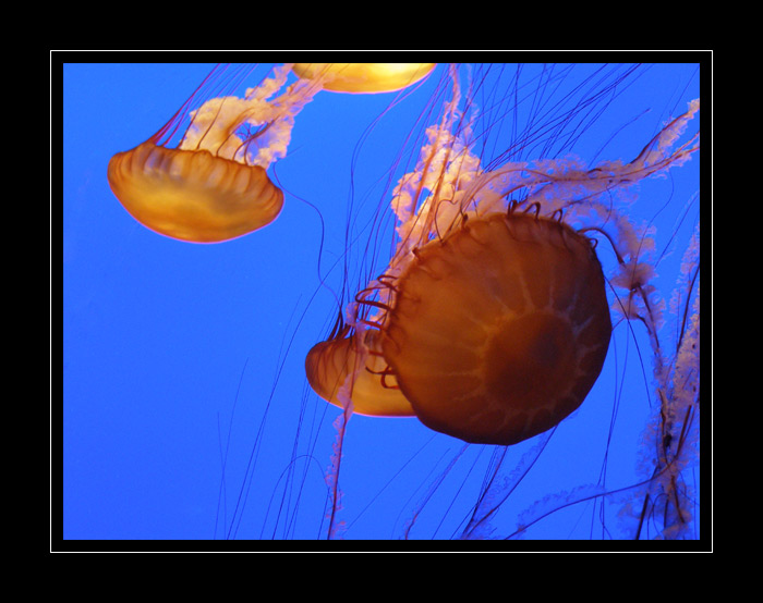---MEDUZY---