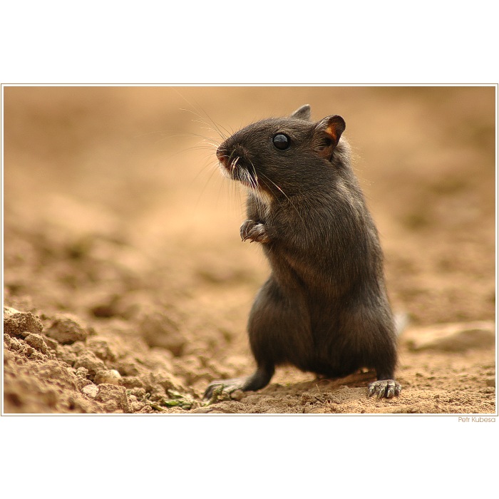 Pískomil mongolský