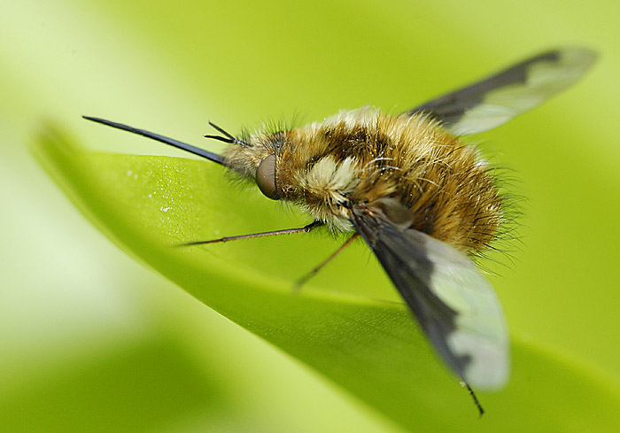 Sosáčkama sosáme..